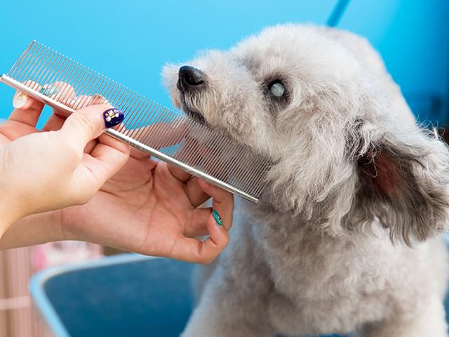 トリミング中の犬